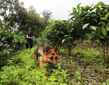 嗨，警犬！